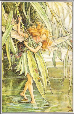 The Willow Fairy